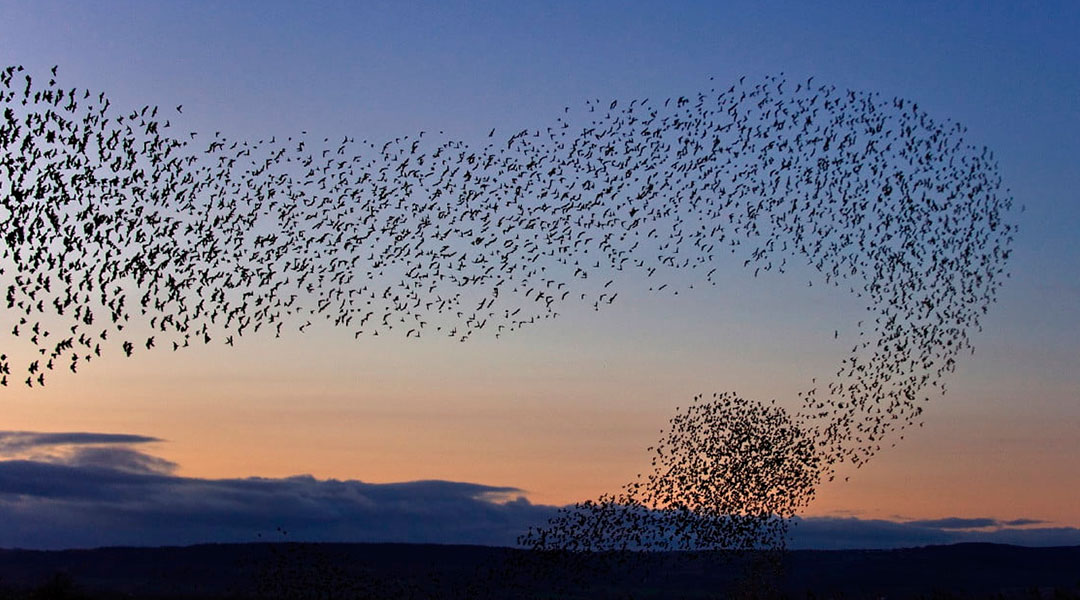 Flock of Birds